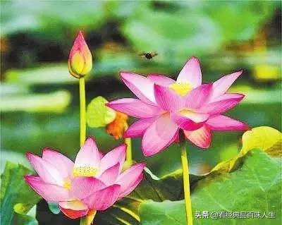 双闰春年是什么,常识你知道吗2020年是双闰年