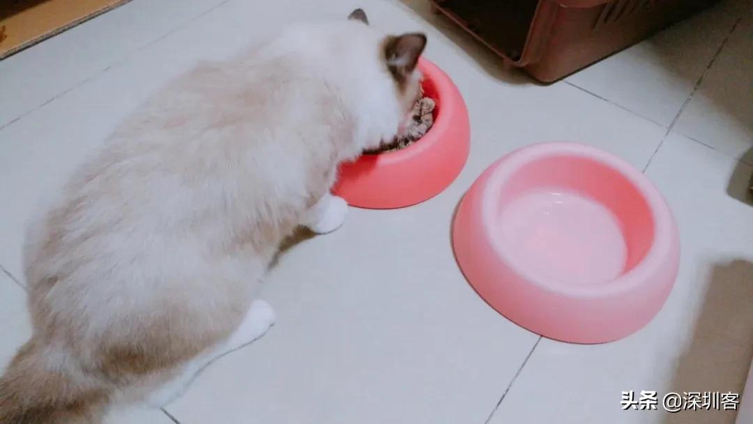 何以解忧唯有撸猫头像,何以解忧唯有撸狗