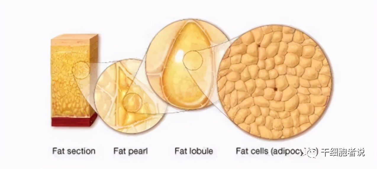 人体中的脂肪细胞有哪些,脂肪和脂肪干细胞