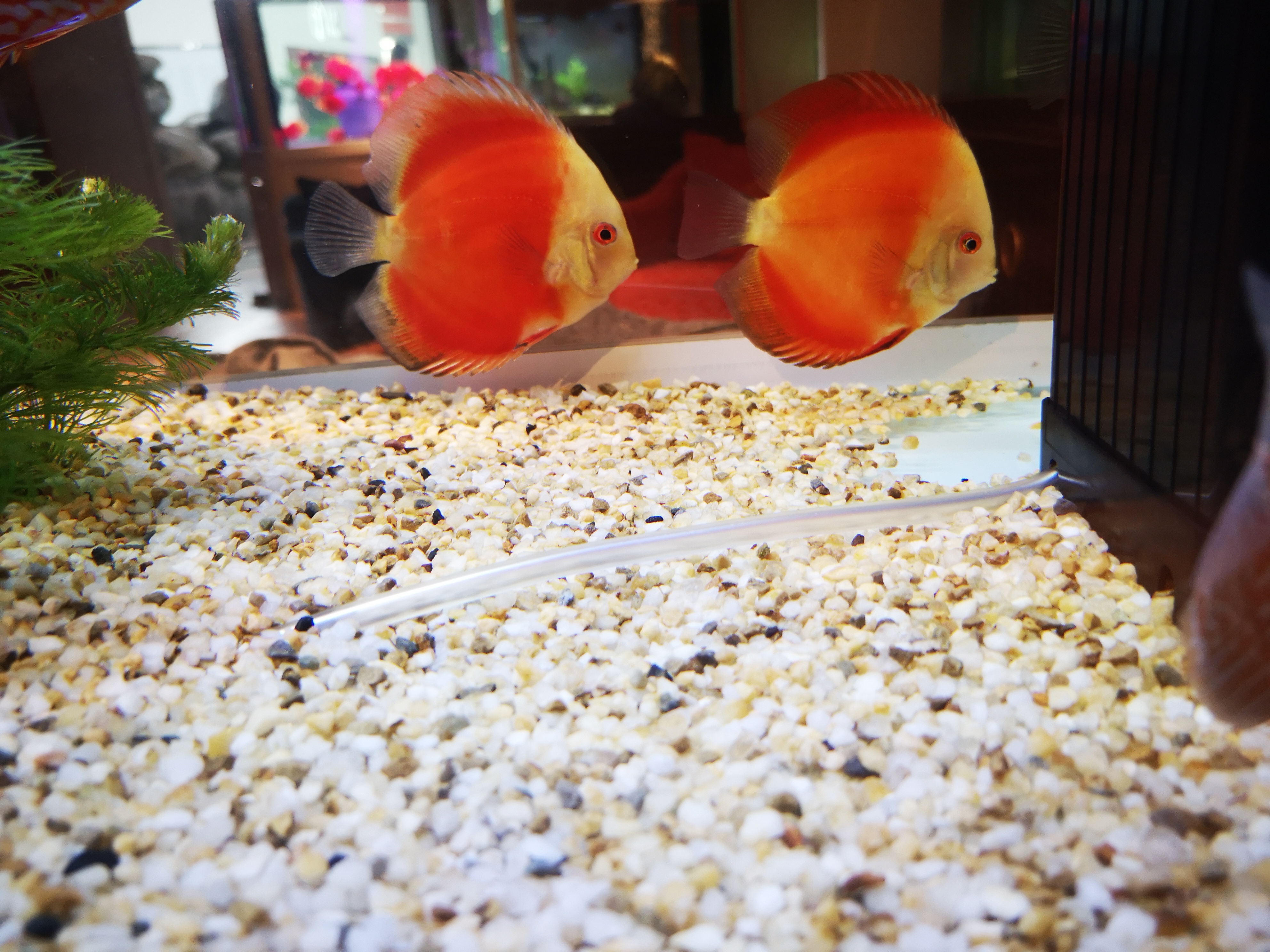 观赏鱼常见鱼病常用药,养观赏鱼必备哪几种药