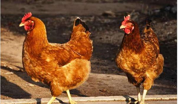 55-65岁创业项目返乡创业,2024年返乡创业扶持项目