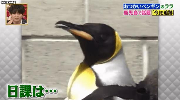 去世的小企鹅,死去的南极企鹅