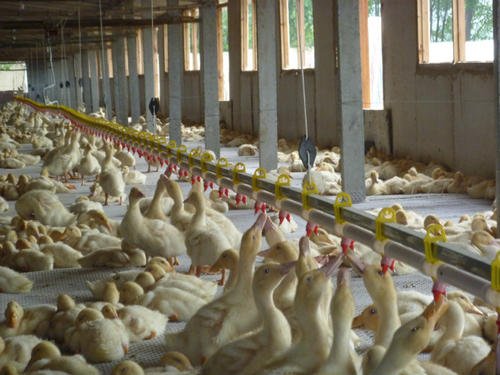 肉鸭经常性的拉料便该怎么解决,肉鸭27天粪便绿和白什么原因