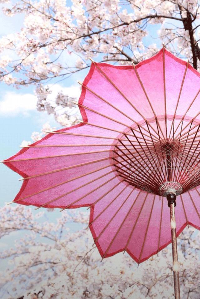 为英伦女神而生，20万日元一把的“樱和伞”，发售一小时就被抢光