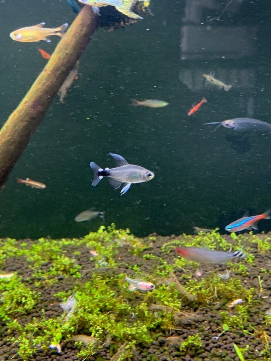 观赏鱼小型宝莲灯鱼,小型观赏鱼鱼灯推荐