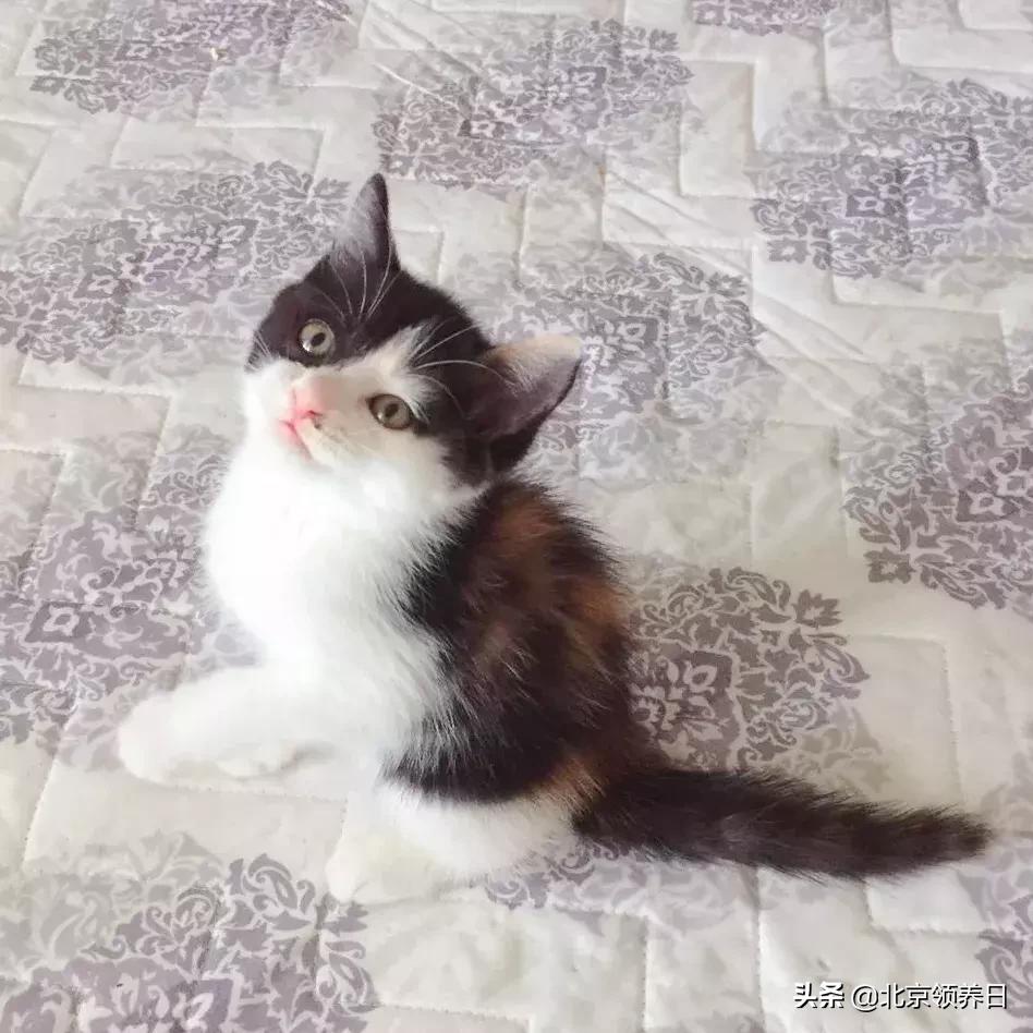 喵星人第二季,喵星人第2季免费观看