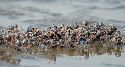 宜兴大闸蟹养殖方法,大闸蟹养殖技术和饲养方法