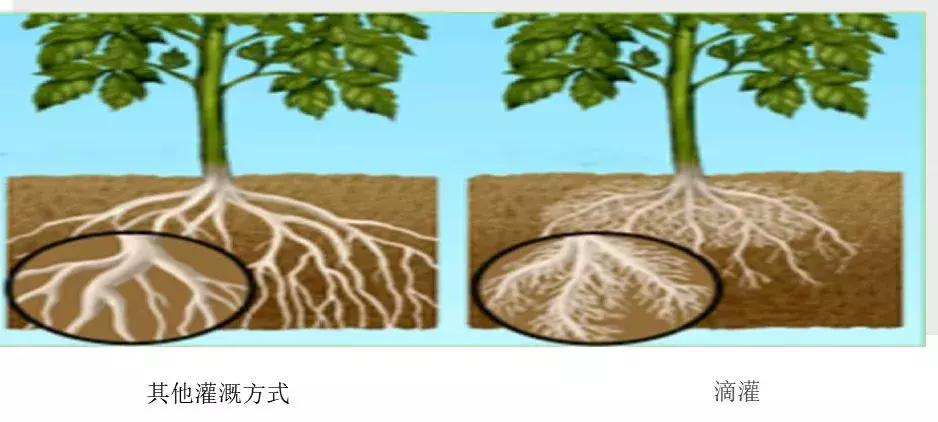 柑橘喷灌好还是滴灌好,喷灌和滴灌对柑橘的影响