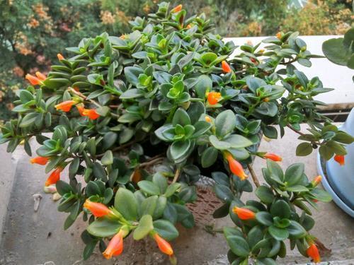 金鱼吊兰开的花最好看,金鱼吊兰开花图片