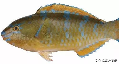 顶级海鲜鱼类大全图解,常见海鲜鱼类哪些便宜