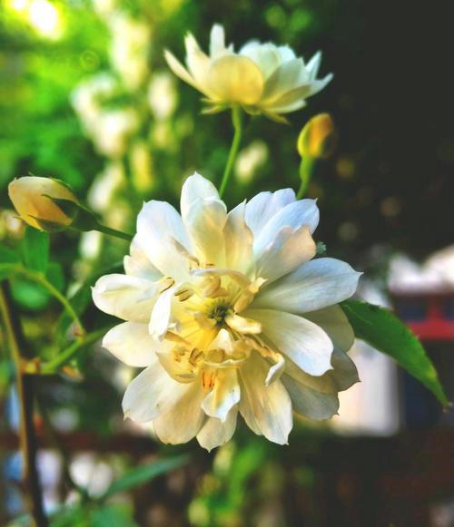 国内一种花，开花时比香水都香，花期长又好养，誉为天下第一香