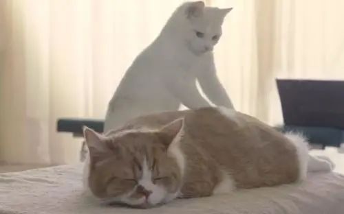 温泉鱼疗真能治病还是另有隐患,鱼疗温泉可以泡全身吗