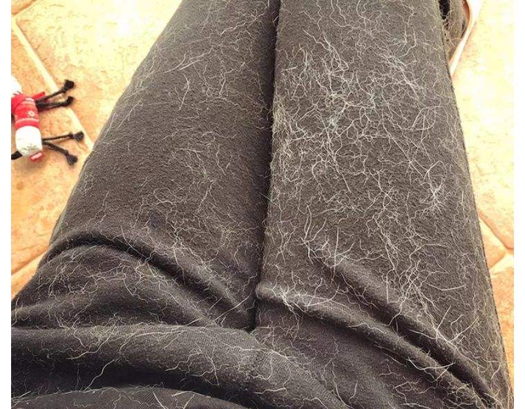 拉布拉多犬为什么不建议养,养拉布拉多犬的利弊分析