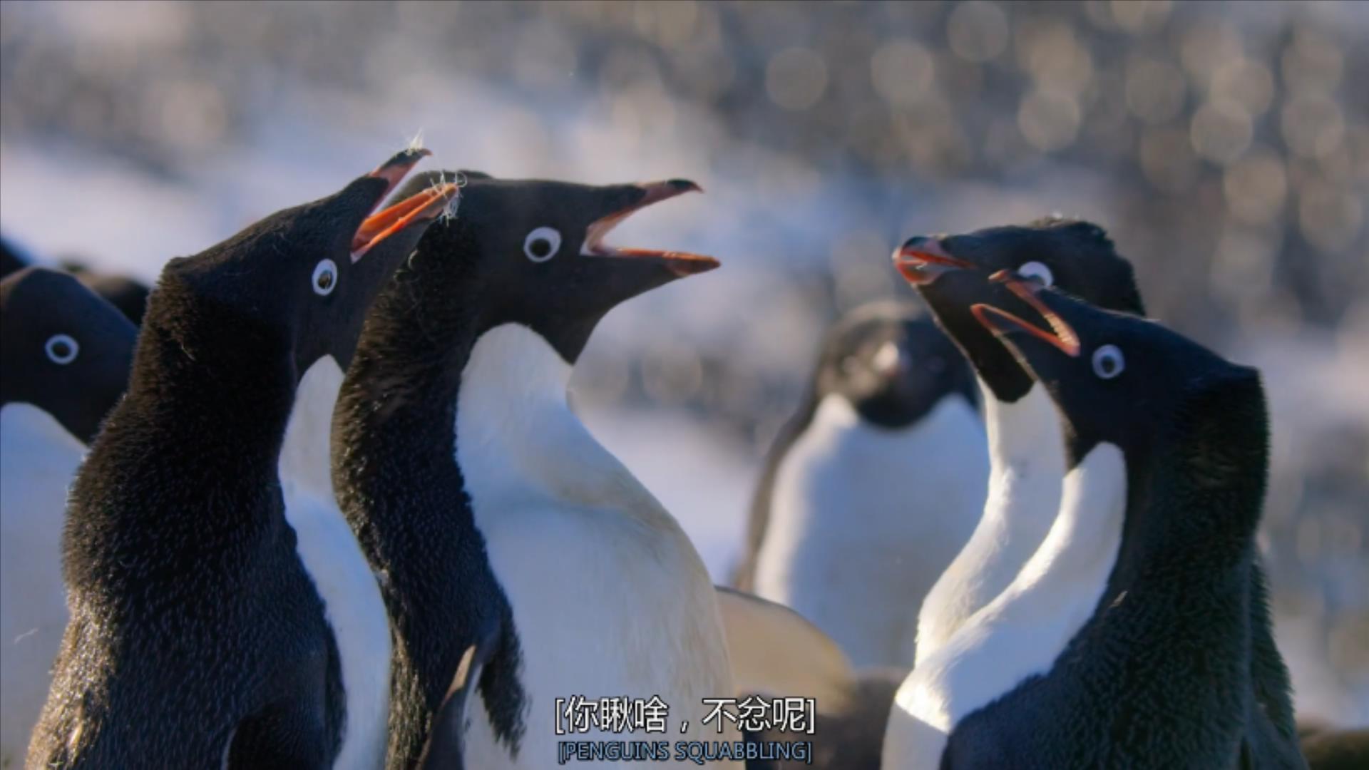 大过年的,被这些小萌萌给笑掉了头