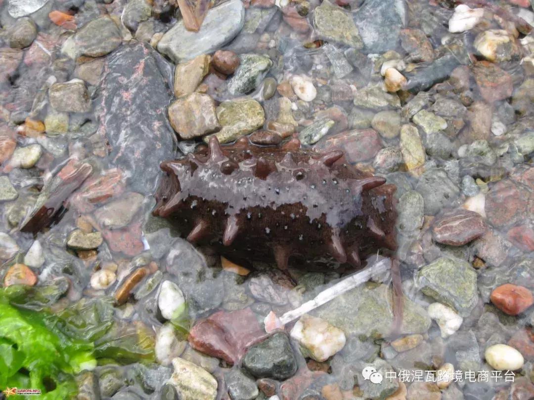 俄罗斯北极参和海参有什么区别,如何分辨俄罗斯海参或大连参