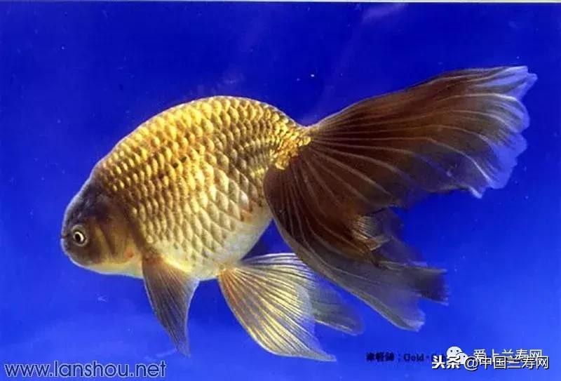 生命力最大的金鱼品种有哪些,十大最好的金鱼品种