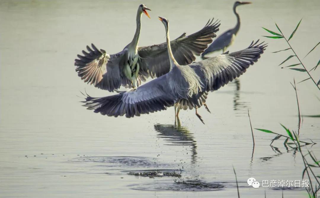 磴口南湖的苍鹭“斗舞”了，大家快来看