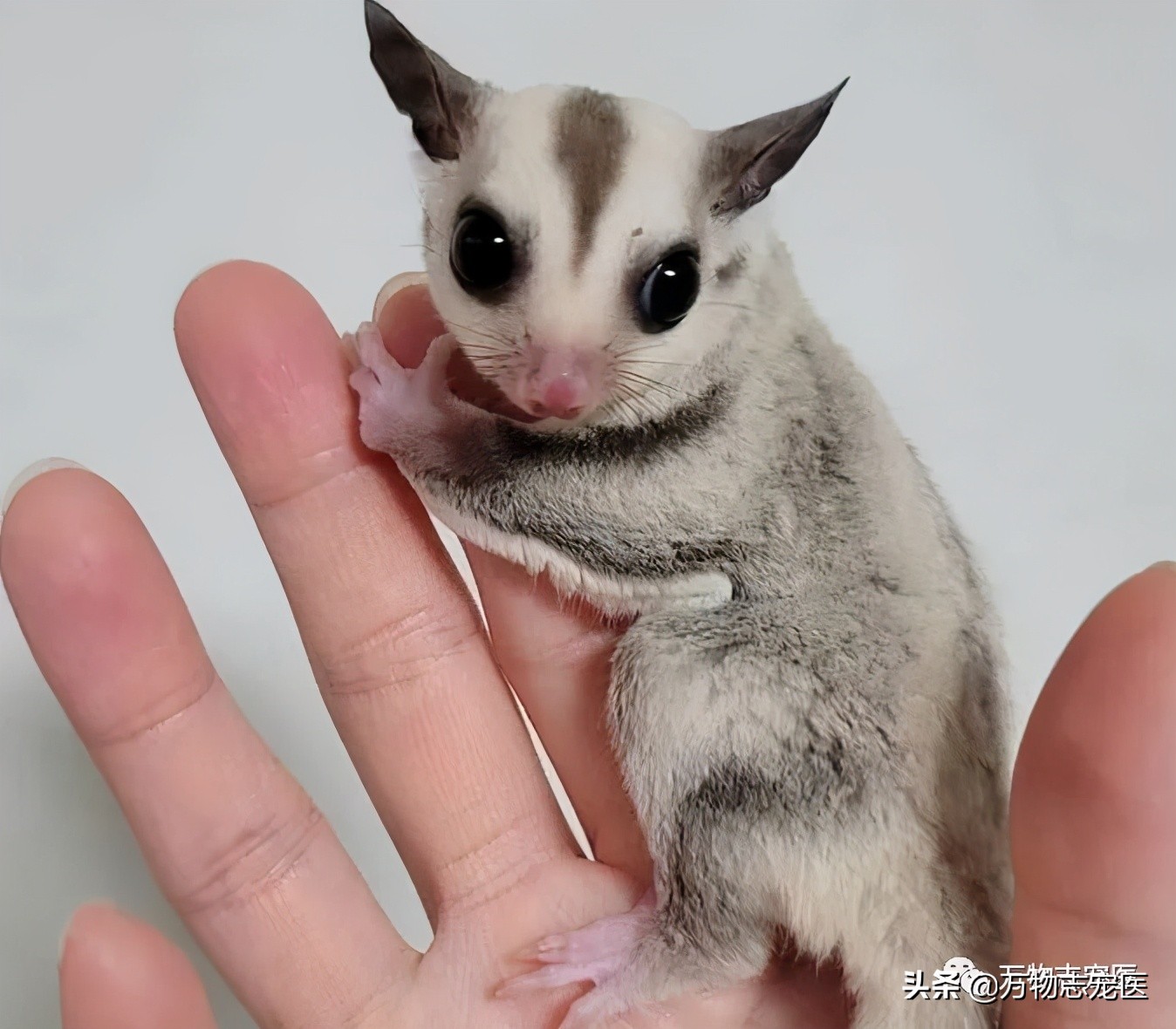 小小蜜袋鼯会咬人吗,新手养蜜袋鼯必须要注意的点