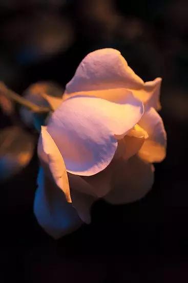 至爱之花,至爱之花歌曲