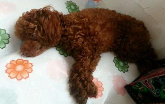 泰迪狗爱你会怎么表现,泰迪犬一直卧在你身边是为什么