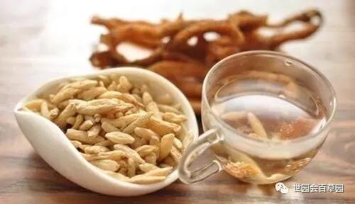 百草记|麦冬：集美貌与功效于一身的神奇中药