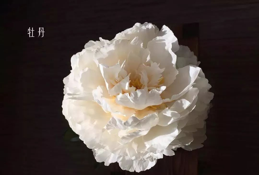 花店里同款的两种不同价格的花材,花店最容易被顾客误解的几种花材