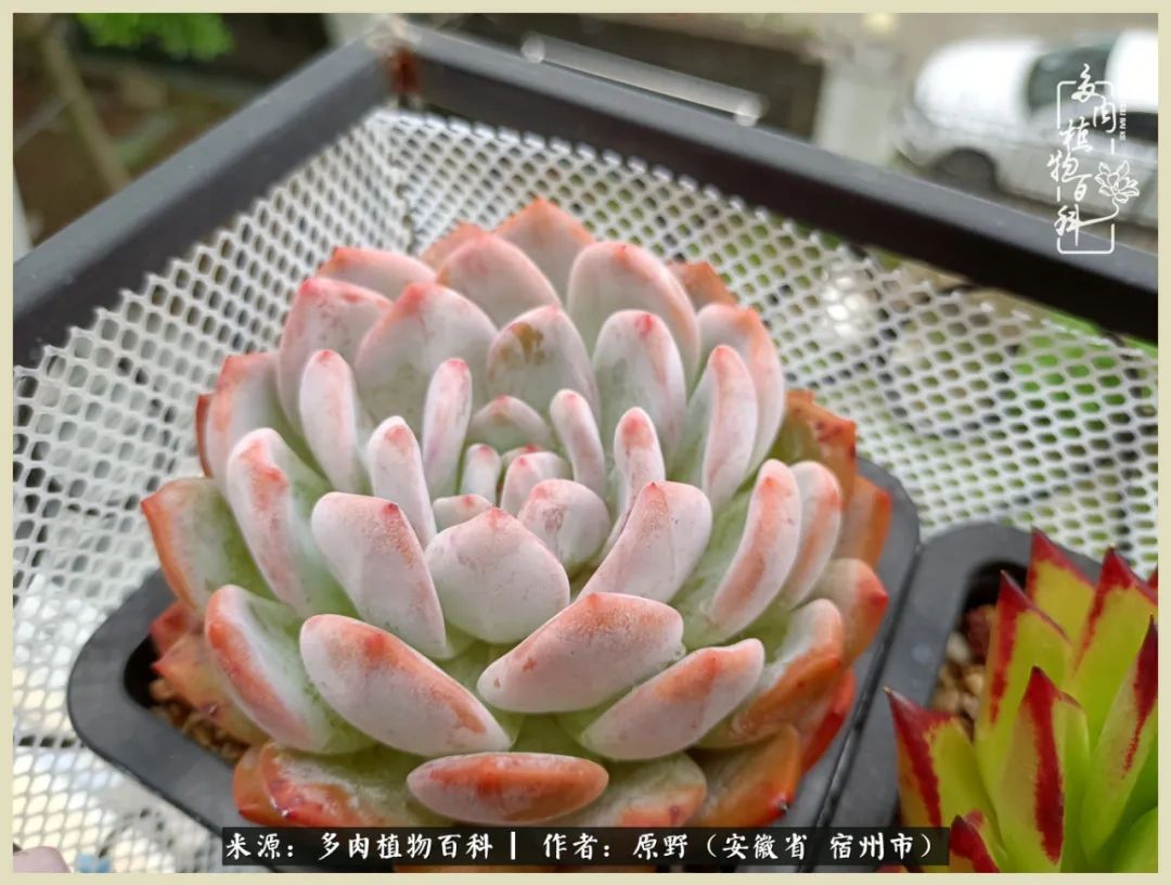 梅雨袭，酷暑至，多肉进入历劫季