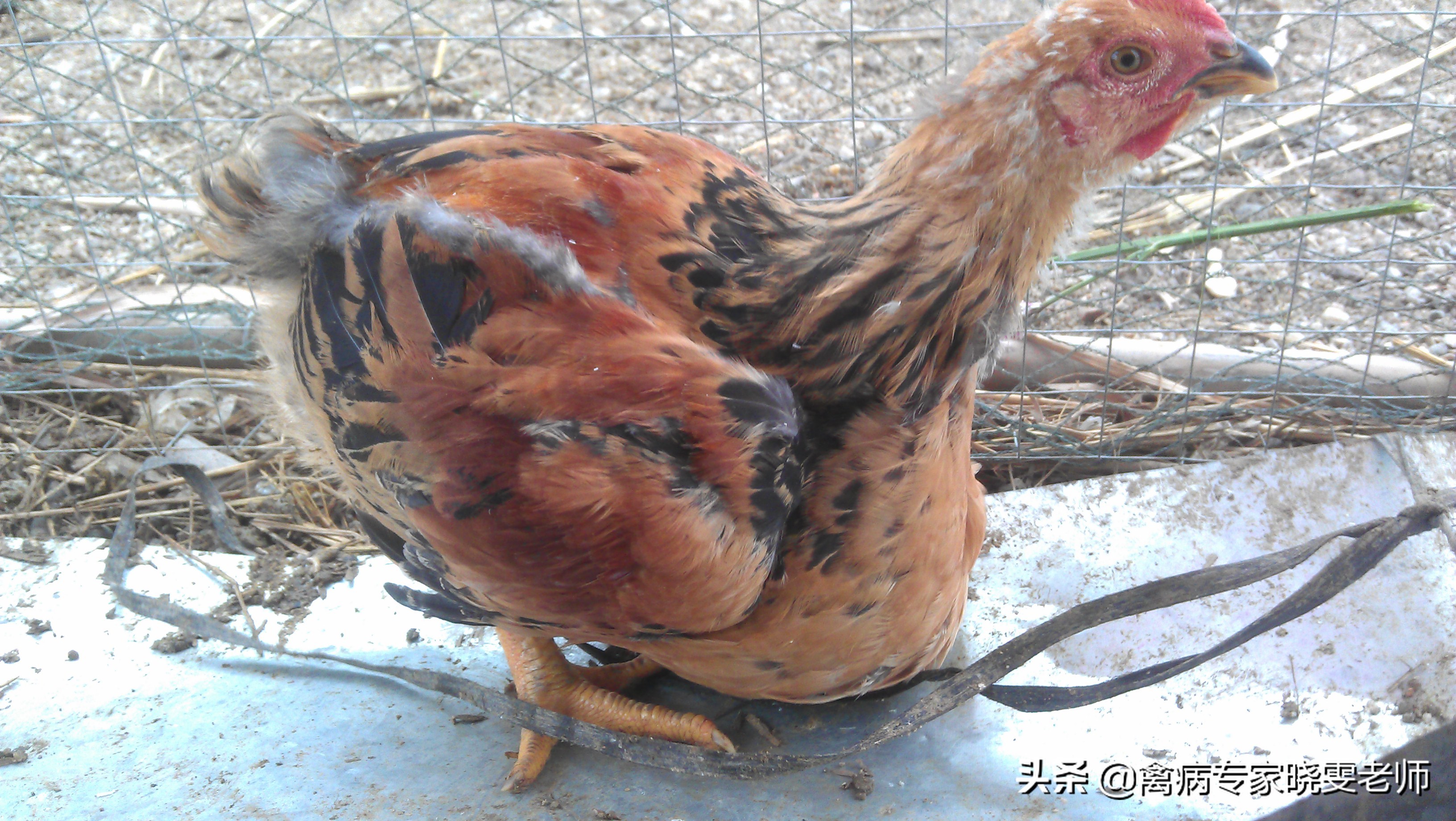 鸡消化不好，嗉囊胀气、积食该怎么办？给你这5招秘技