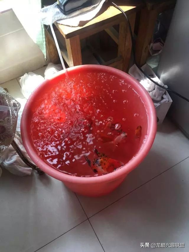 垃圾桶旁边的四方鱼缸,捡回去养了一缸金鱼,别说还挺不错