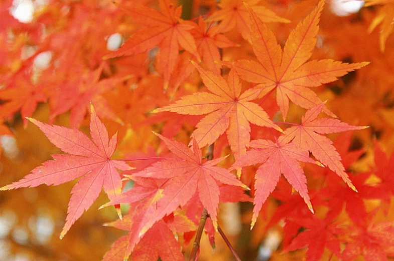 缤纷秋色枫树,树叶金黄色的风景树有哪些