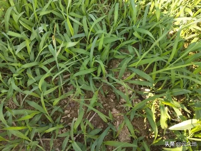 旱育秧田除草的方法,旱稻草如何除草