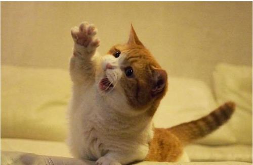 如何发现猫咪忍受疼痛,喵星人有哪些迷惑行为