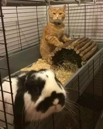 家里养了一只猫又带回来两只猫,网友养了二只猫