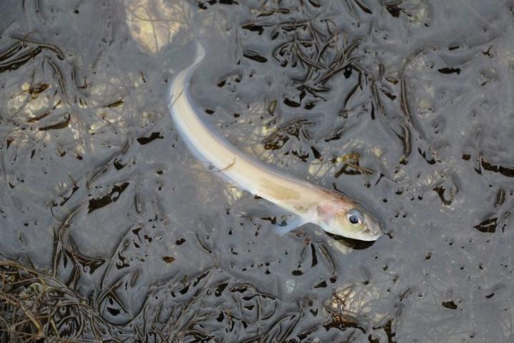 怎么淹死一条鱼,科普冷知识之怎么淹死一条鱼