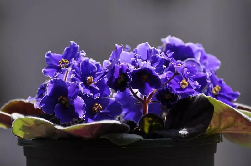 非洲紫罗兰，兼具高贵与易养，稍用心即爆盆