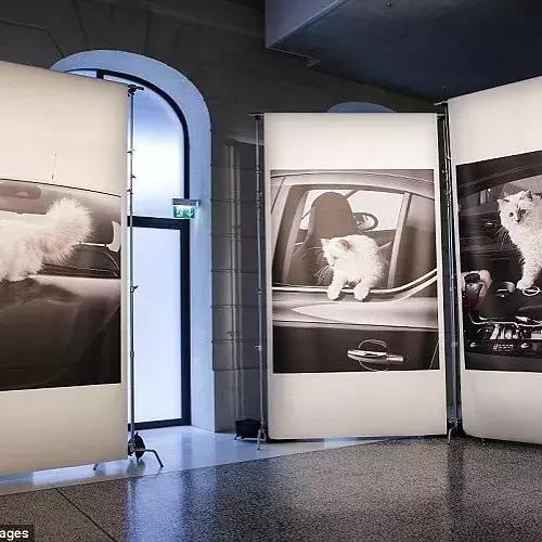 老佛爷去世，他那只年挣300万欧元的猫将继承他的遗产？！