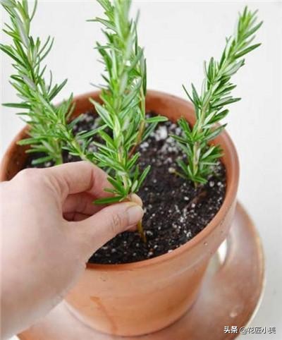 可食用迷迭香盆栽驱蚊植物怎么养,可以吃也可以驱蚊的草