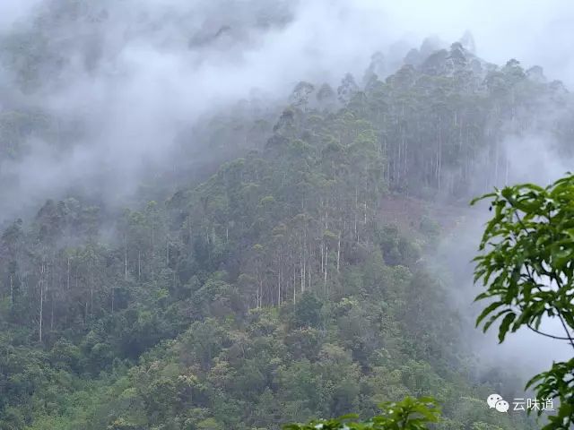 18万冰岛普洱茶,冰岛18年茶价格