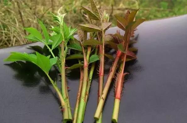 云南特产山货血三七,云南独有的44种野菜