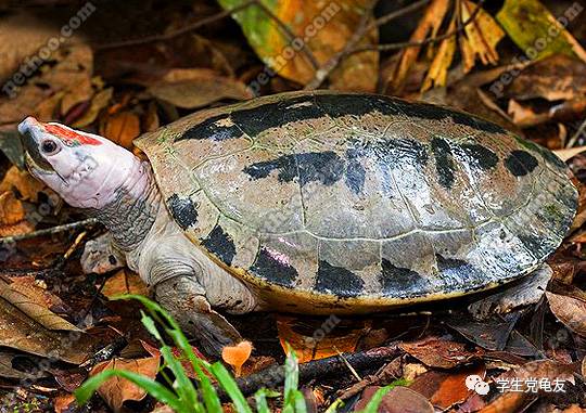 锦上添花浓淡相宜,花龟的发色