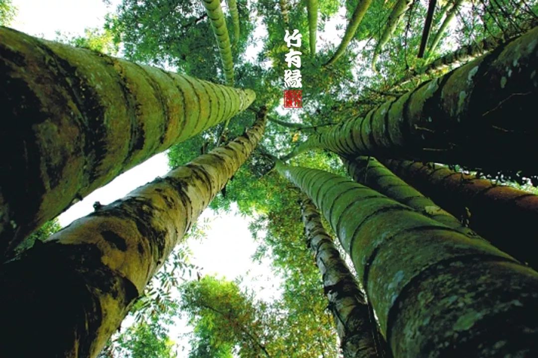 巨龙竹种多久成材,养龙竹风水