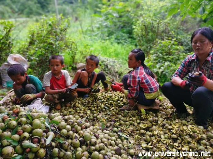 核桃青皮如何处理加工好,核桃青皮有效利用