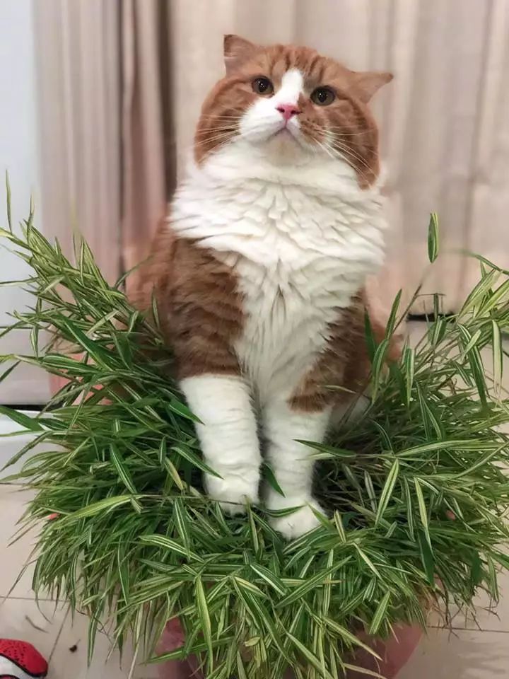 其实真的不建议养猫了吗,养猫的6个坏处你确定还要养吗