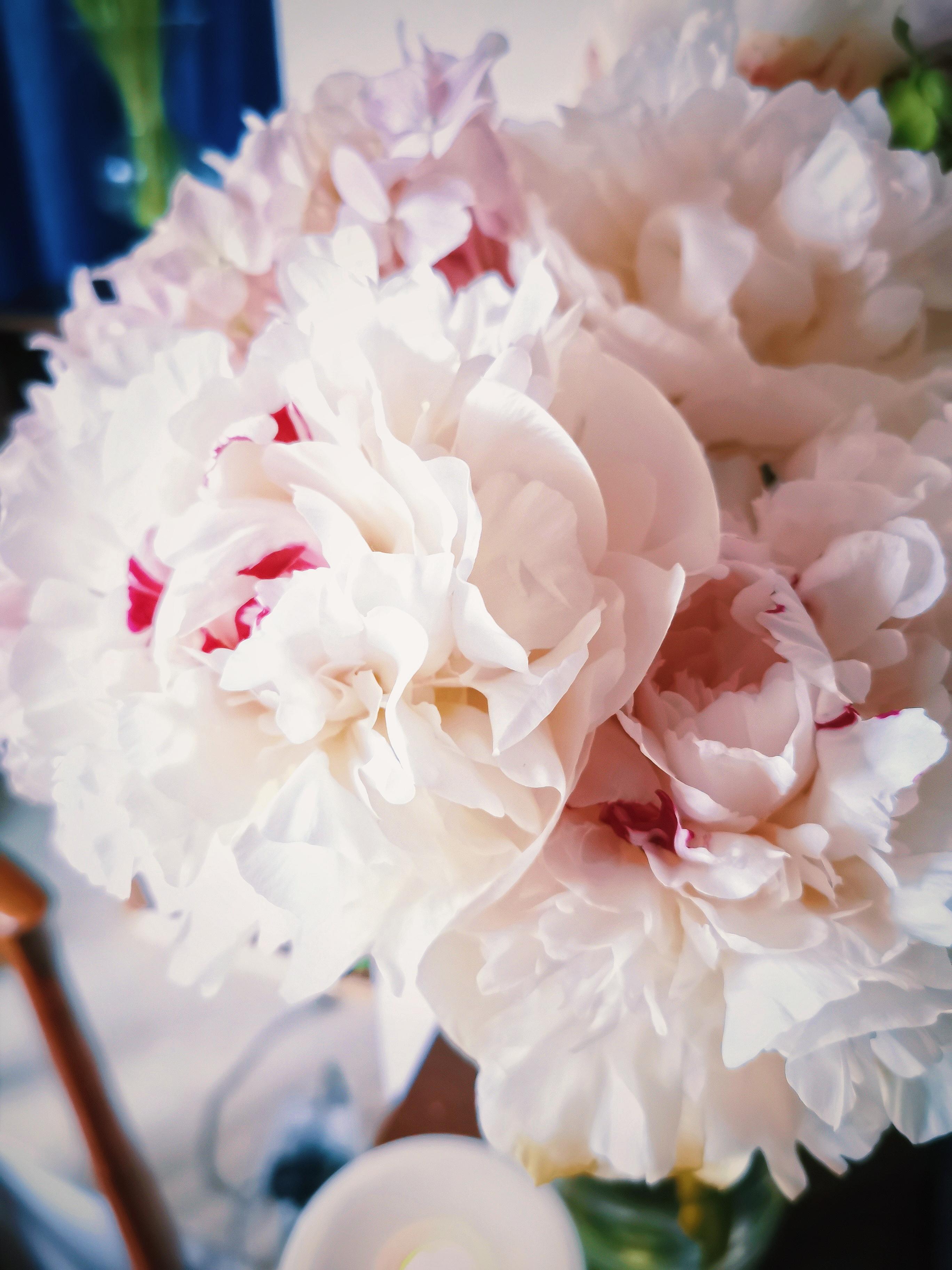 珠海香洲鲜花店,珠海鲜花超市