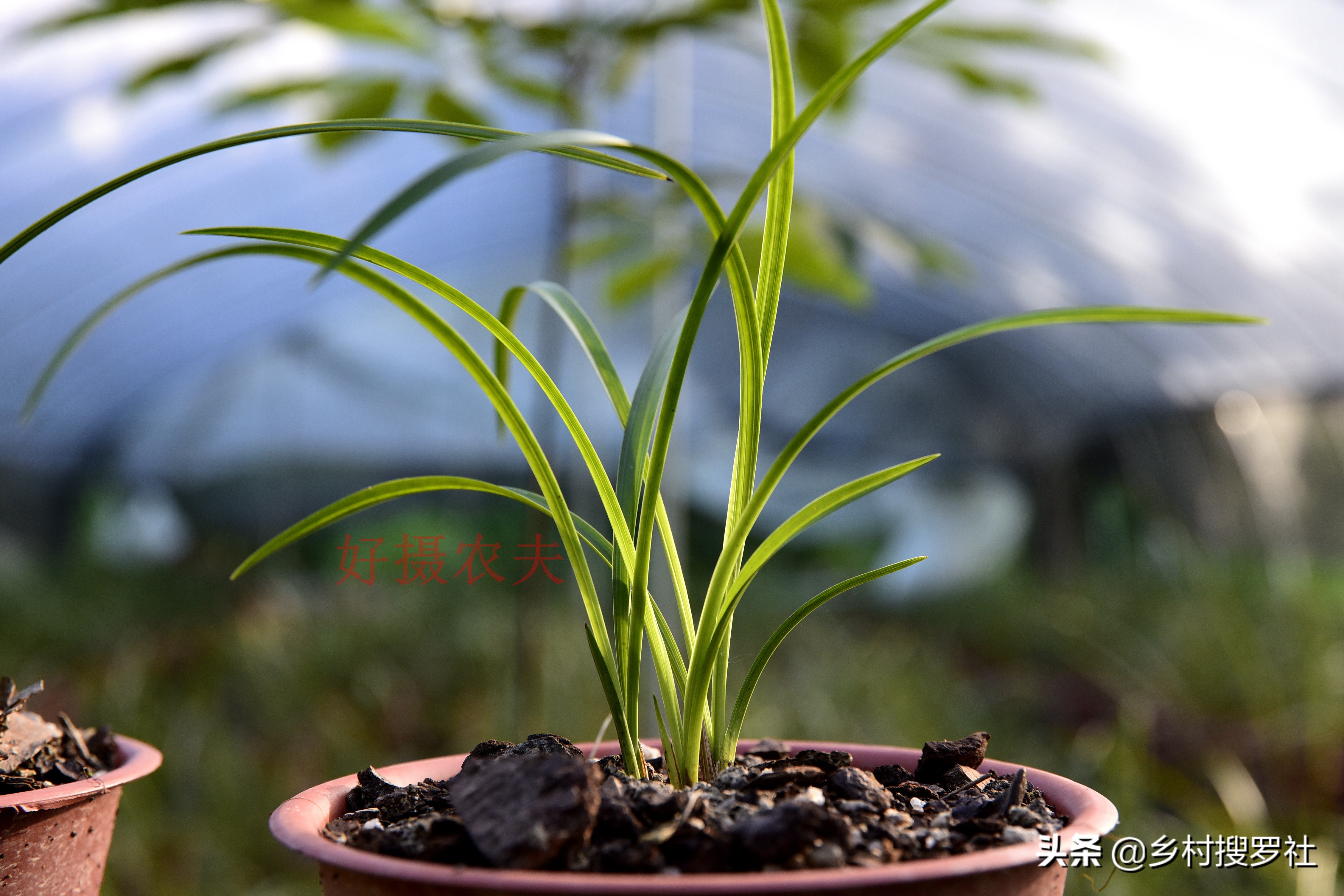 春兰芦头特点,春兰老苗还能发新芽吗