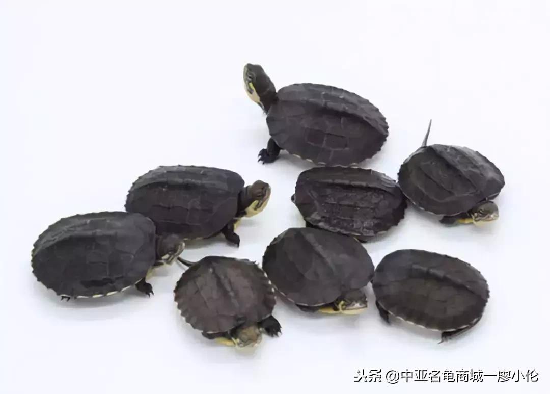 中国养殖市场,中国养殖的发展及现状