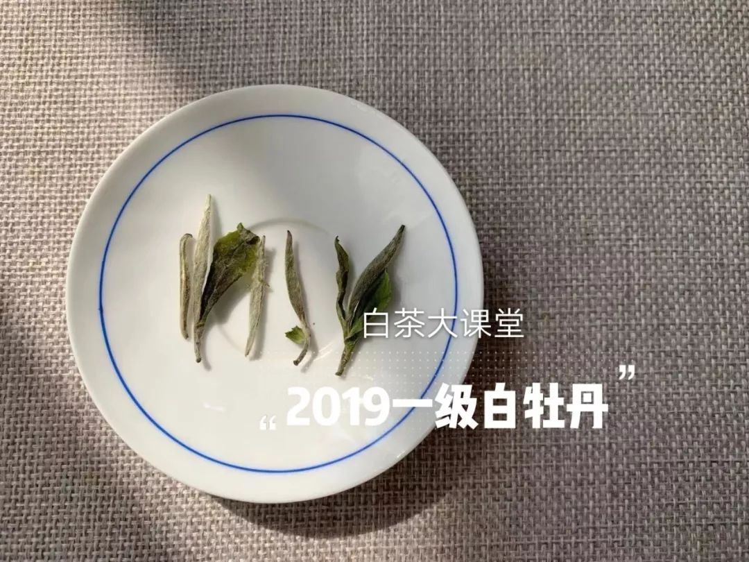 白茶究竟是什么?喜欢茶的你,这三点不妨多看