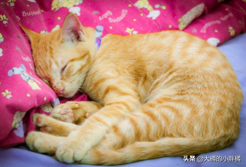 猫咪尿到棉被上怎么处理,棉被被猫咪尿了怎么清洗