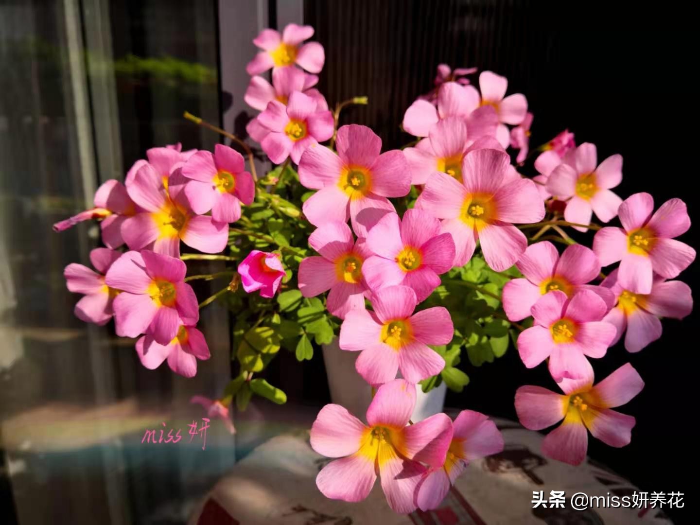 酢浆草种球品种图鉴大全,酢浆草种球品种图鉴