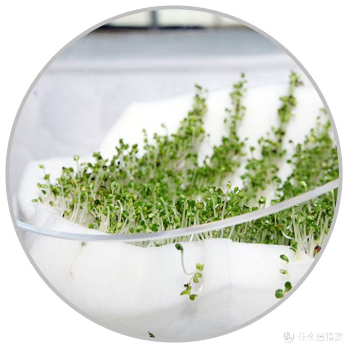 枕头选购推荐,成人枕头挑选